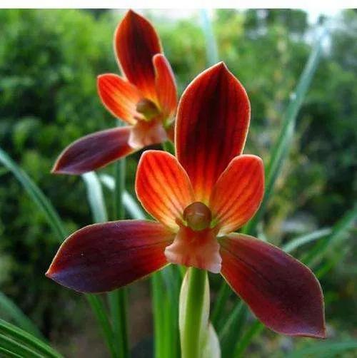 兰花品种大全四川,兰花品种鉴别方法