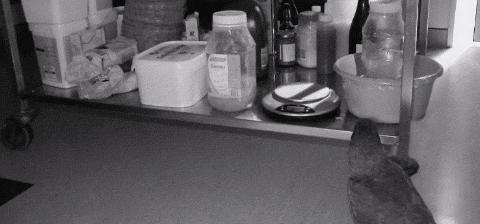 啄羊鹦鹉为什么不讨人喜欢,啄羊鹦鹉简介