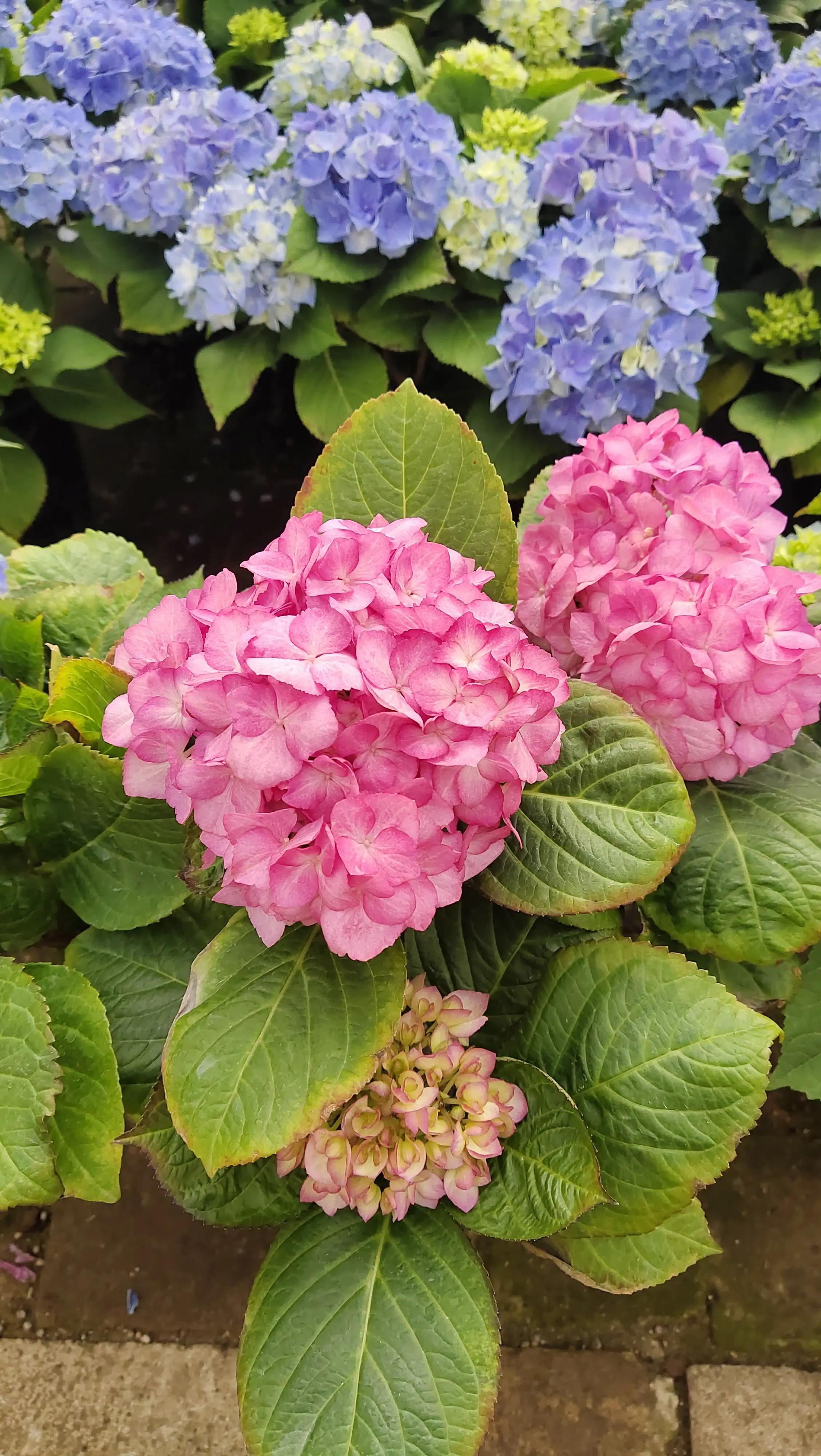 韦曲附近哪里有花卉市场,陕西省西安市秦岭花卉市场