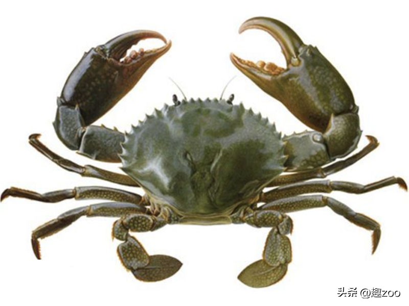 中国海鲜十大排行榜,中国海鲜产品品牌前十名