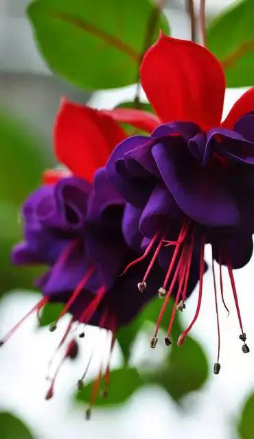 倒挂金钟花图片大赏,开单放鞭炮庆祝图片图文