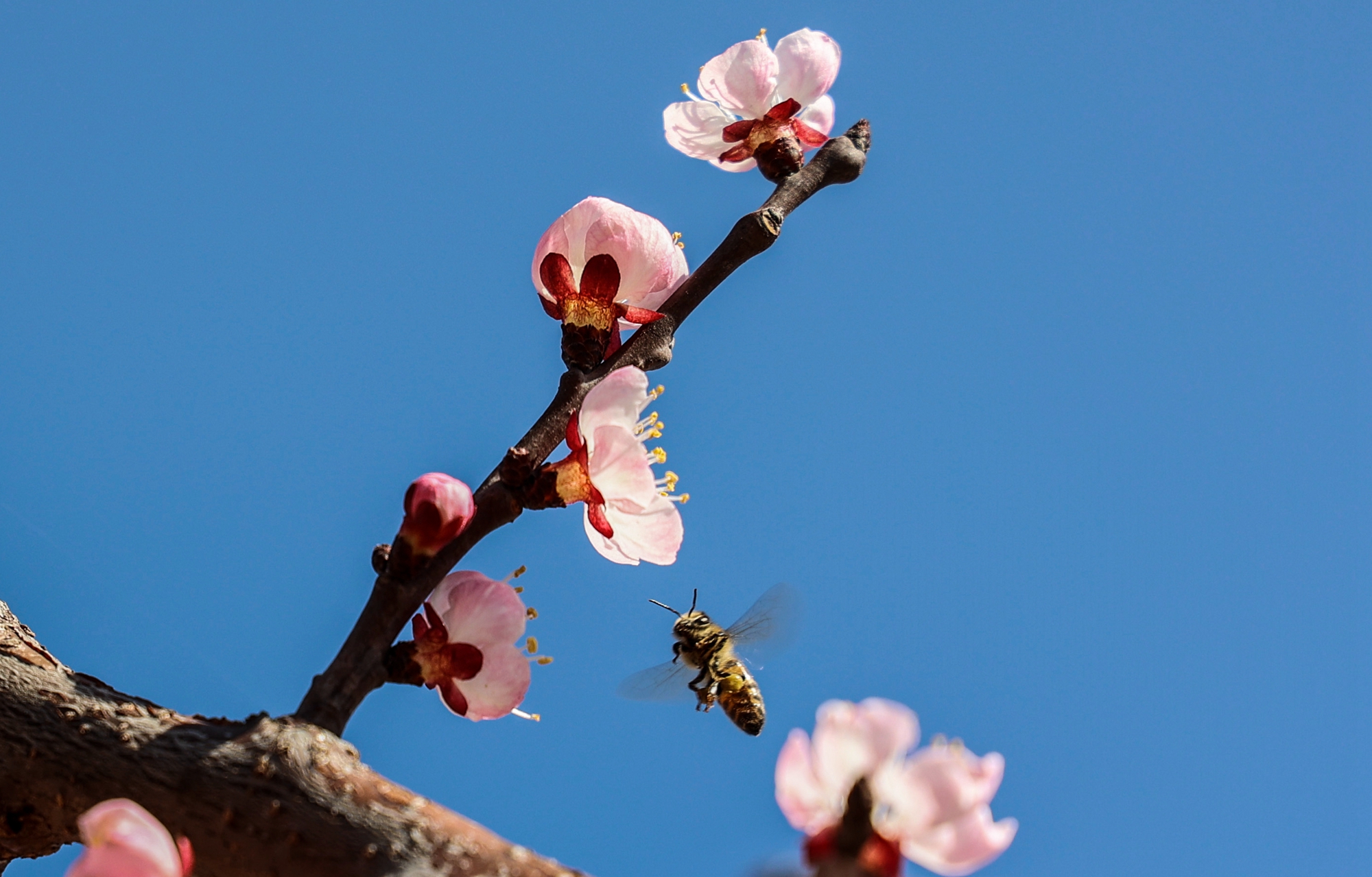 “云”上摄影展丨《徐村*光春**美人勤春来早》