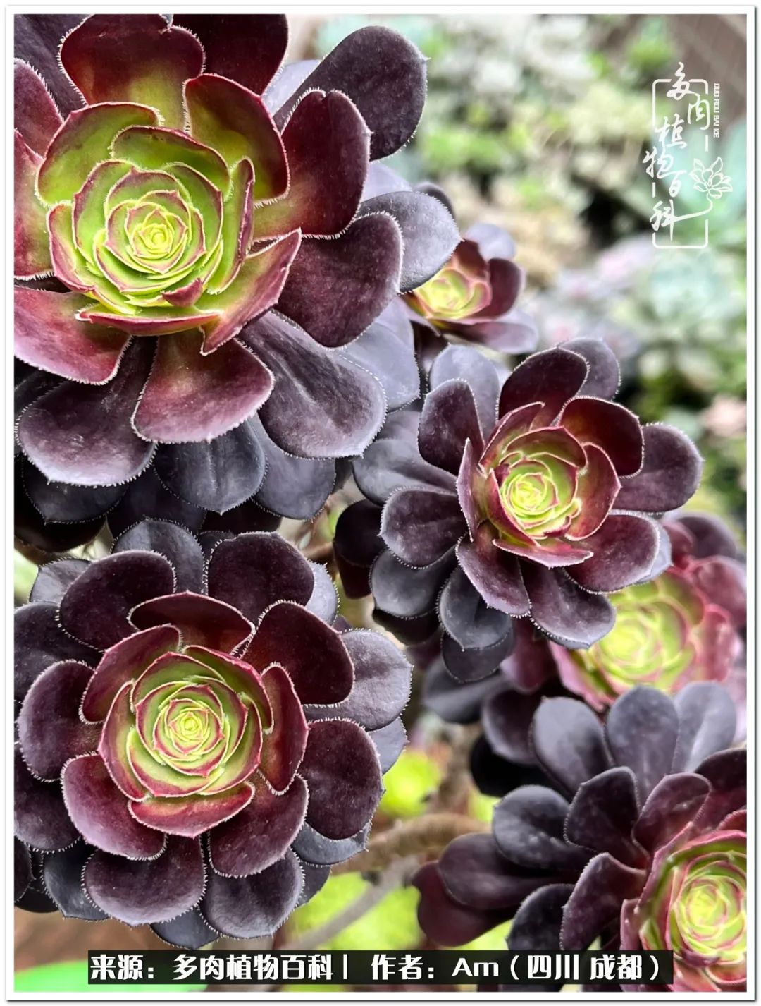 多肉小盆友生活多姿多彩,多肉小精灵福享不停