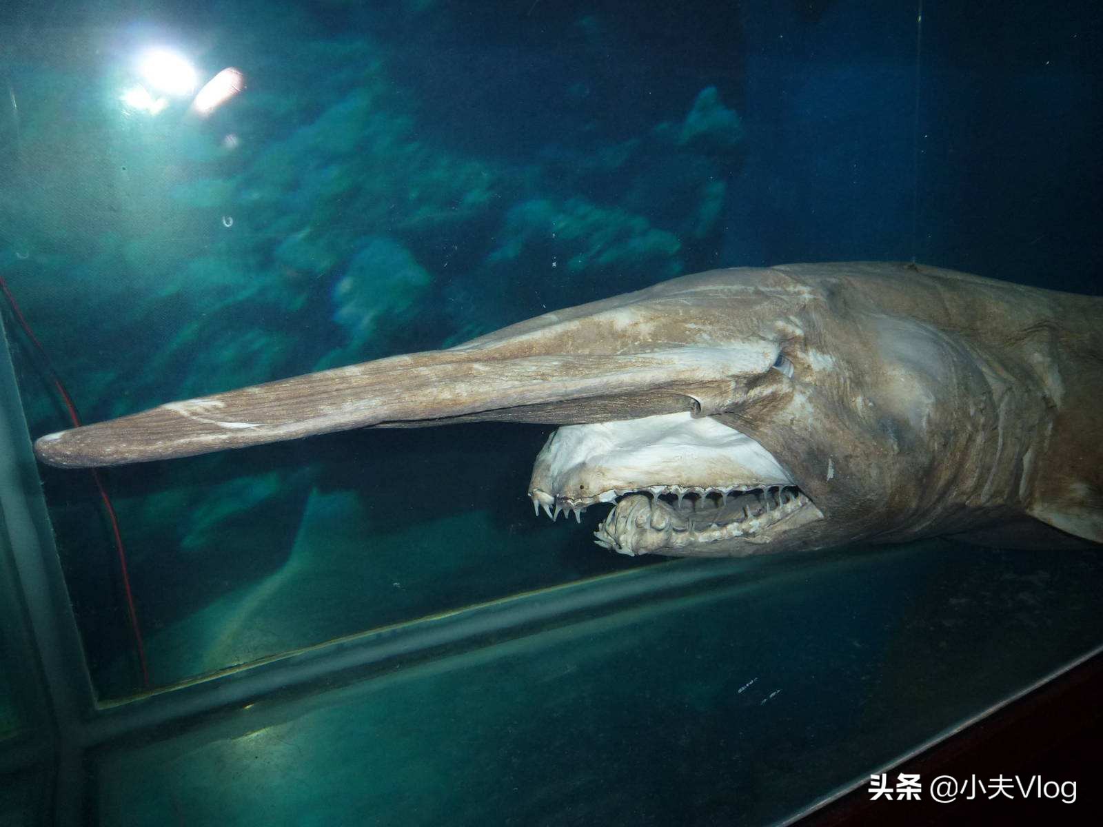 世界上长得最丑的生物,世界上最丑的恐怖的海洋生物