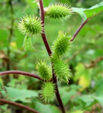 我是鲁班锁，英文名儿叫Burr~