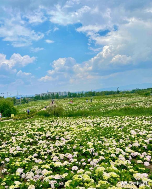 周末去哪里玩最合适昆明,昆明景点莫奈花园