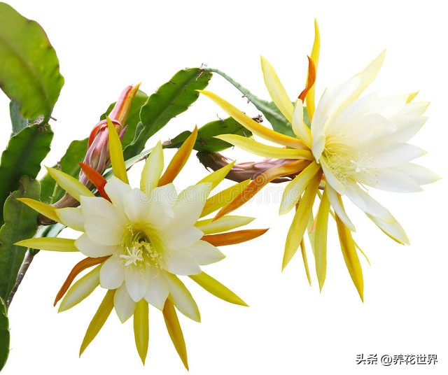 养这10种花越养家里越干净,这8种花最旺家只需养一盆