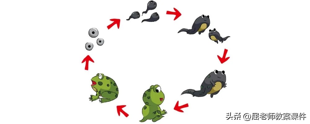 小蝌蚪变青蛙的教案,屈老师科学公开课ppt课件