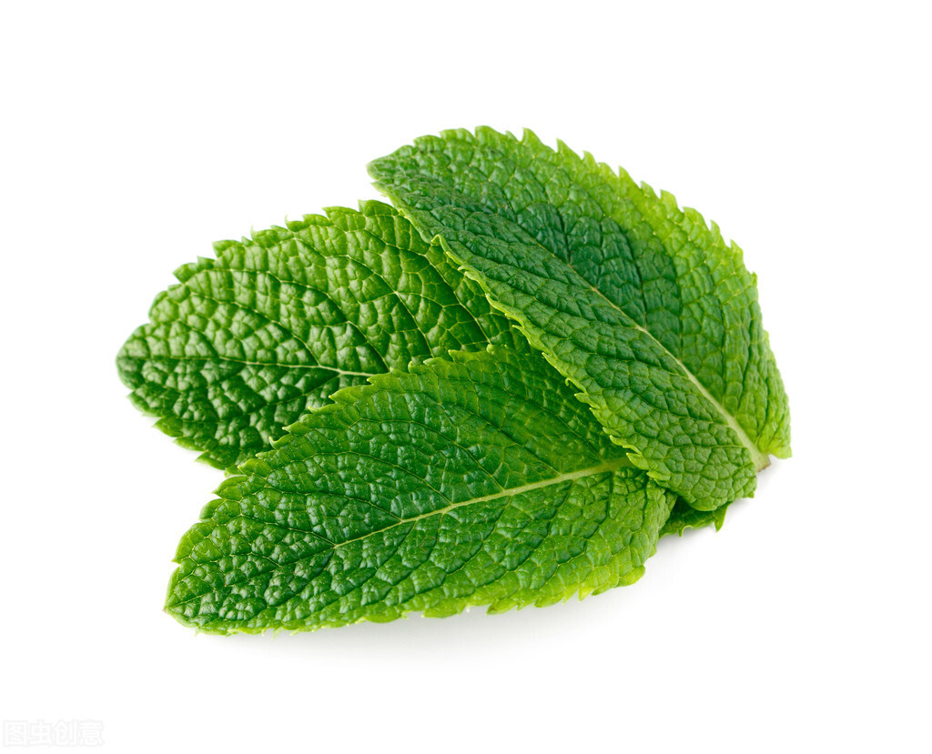 趣说中药之薄荷,每日认识一味中药药材薄荷