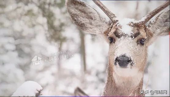 samsung三星sgh-e808,三星激光电视lsp7t和lsp9t