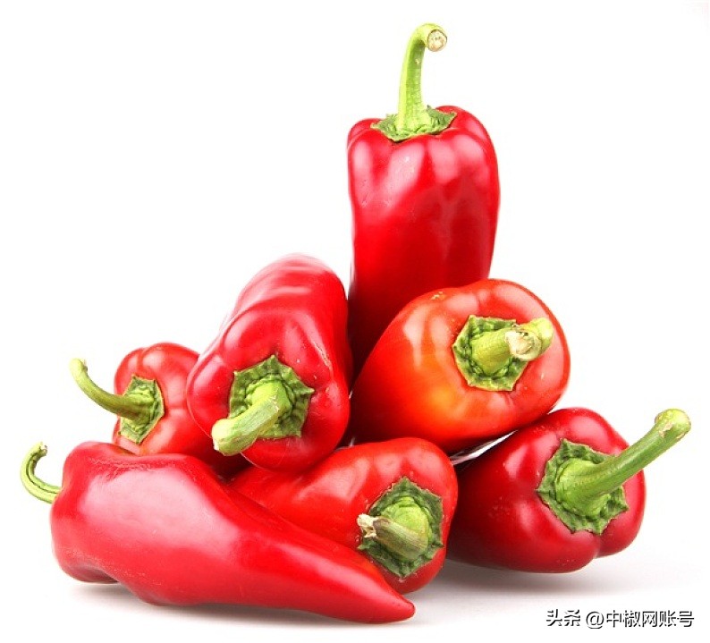 小辣椒价格,今日印度椒最新价格