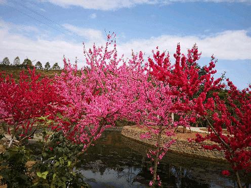 歌唱桃花的七律诗词,桃花七律诗三十首