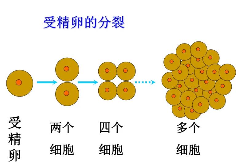 人类的生殖骨为什么退化了,人类没有尾椎骨会怎样