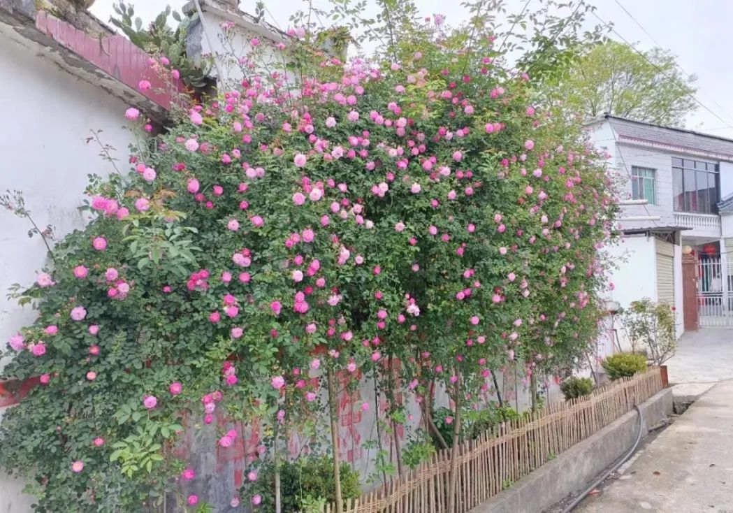 党建引领为乡村振兴注入澎湃动能,街道高标准夯实基层党建基础