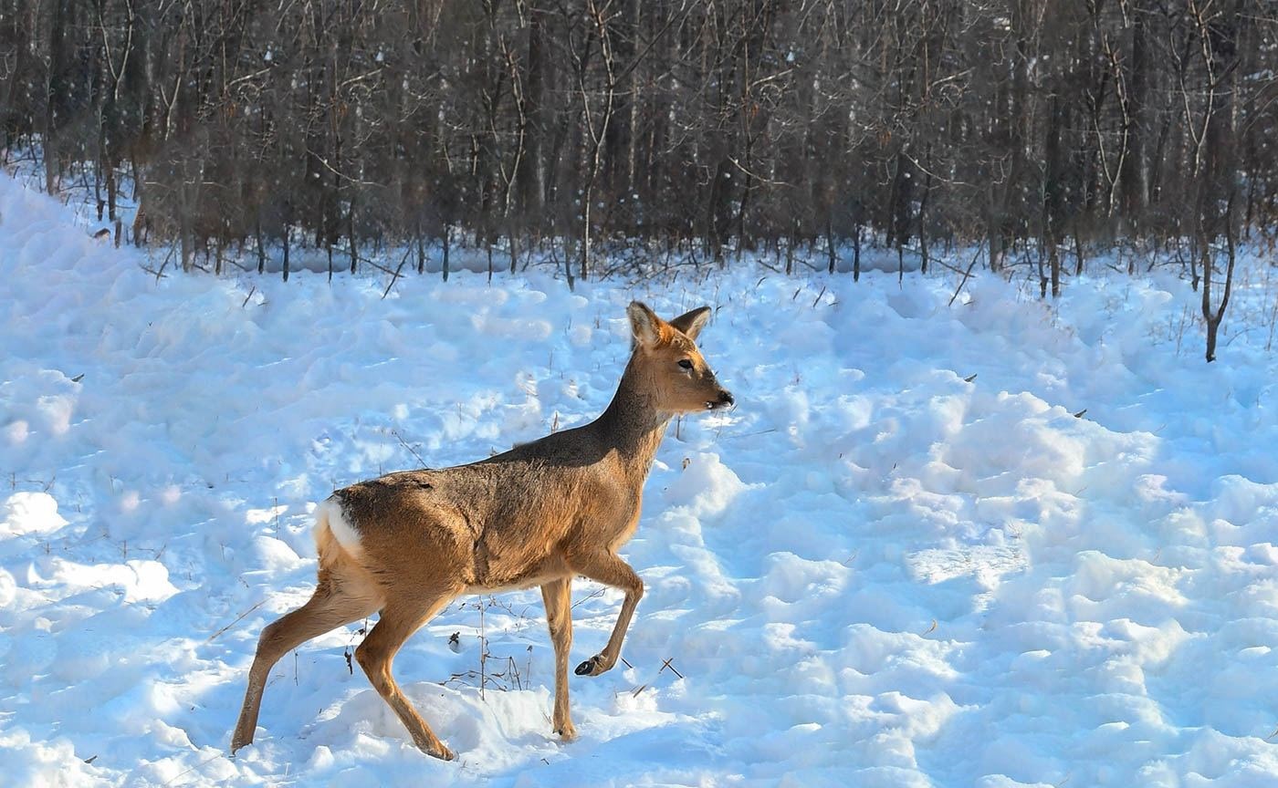 狍子被称为东北第一神兽,东北神兽狍子真的傻吗