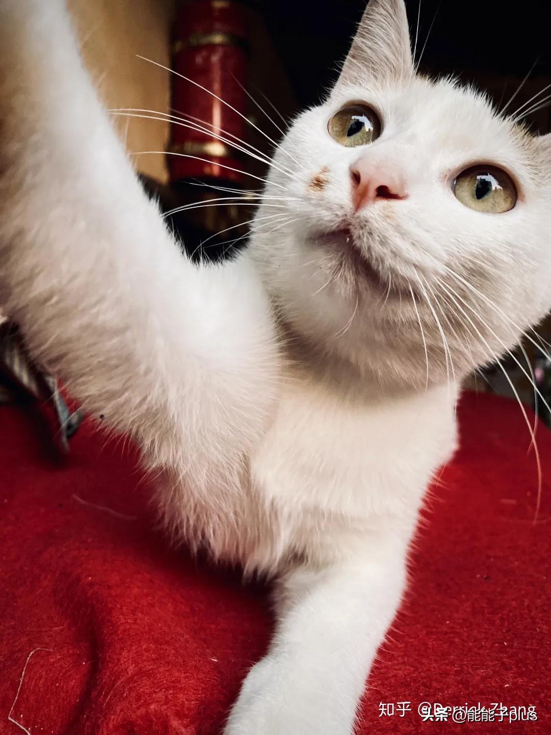 iphone12相机美颜怎么开,iphonex相机最佳设置