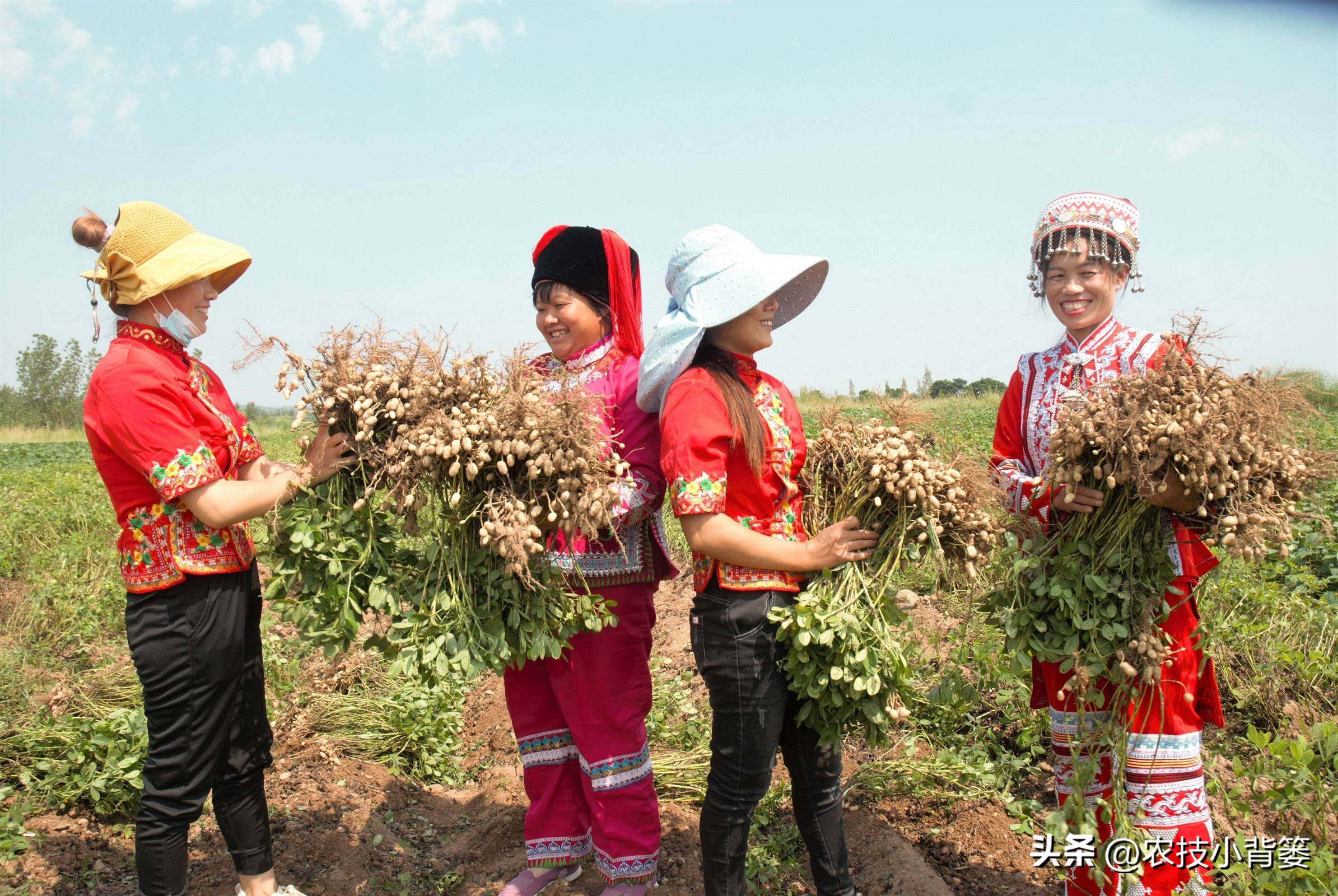 怎样解决花生空壳问题,花生空壳原因及防治方法