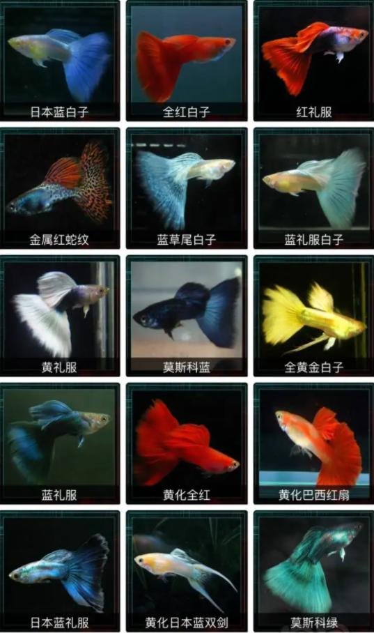 孔雀鱼怎样养会越养越多,为什么大孔雀鱼越养越少