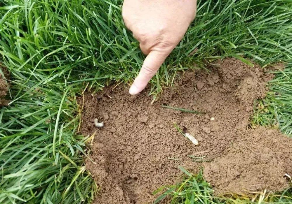 土蚕的预防与消杀,防治土蚕的最好方法