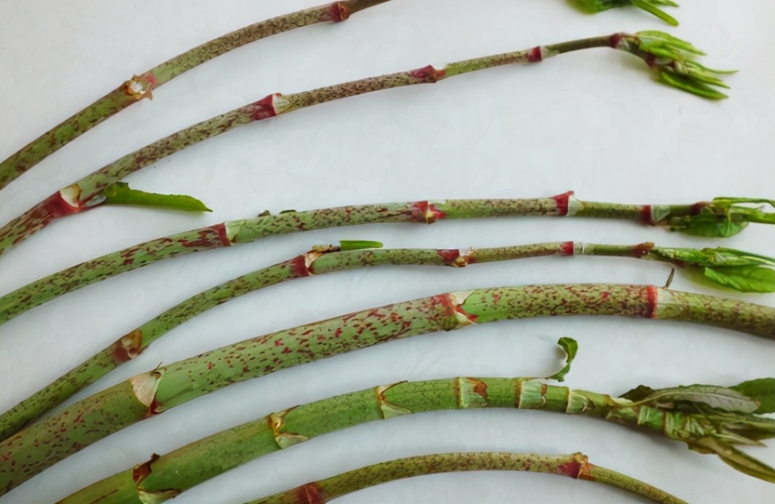 酸筒杆：酷似竹子，茎秆是儿时的零食，但根才是稀罕货，20元1斤