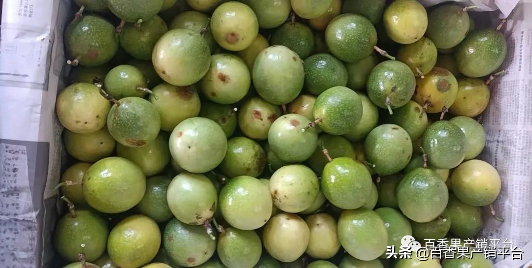 钦蜜9号百香果的藤是什么颜色,钦蜜9号黄金百香果市场分析