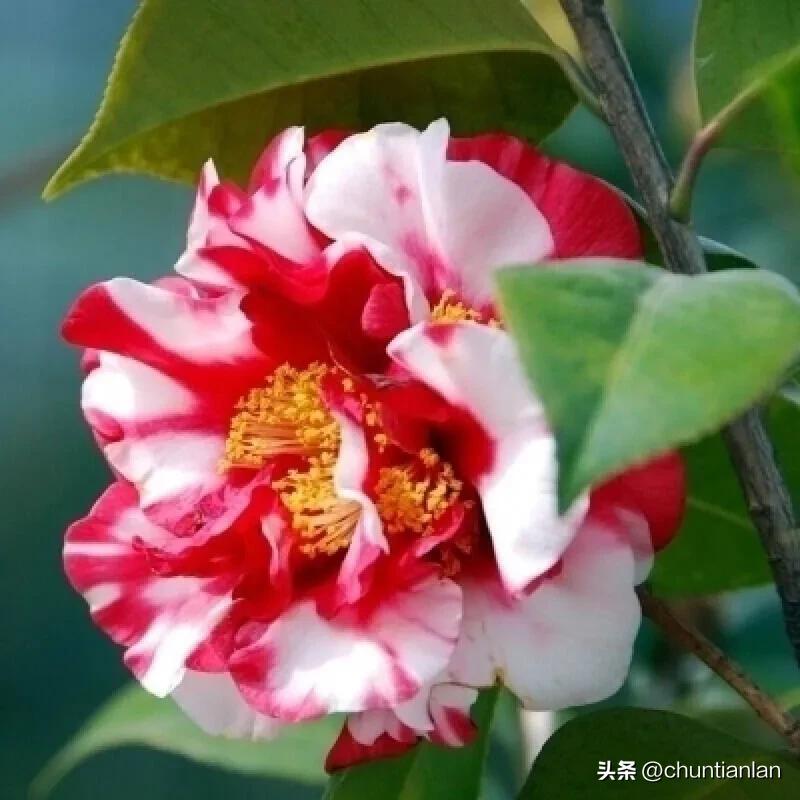 山茶花纯音乐,山茶花