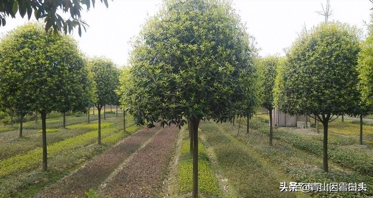 种树发财的人,种树能致富