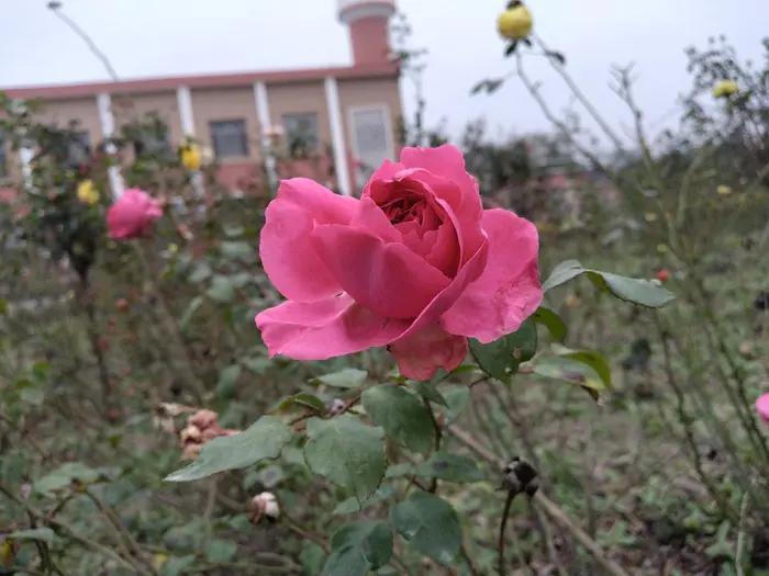 画与景,幼儿长卷画景