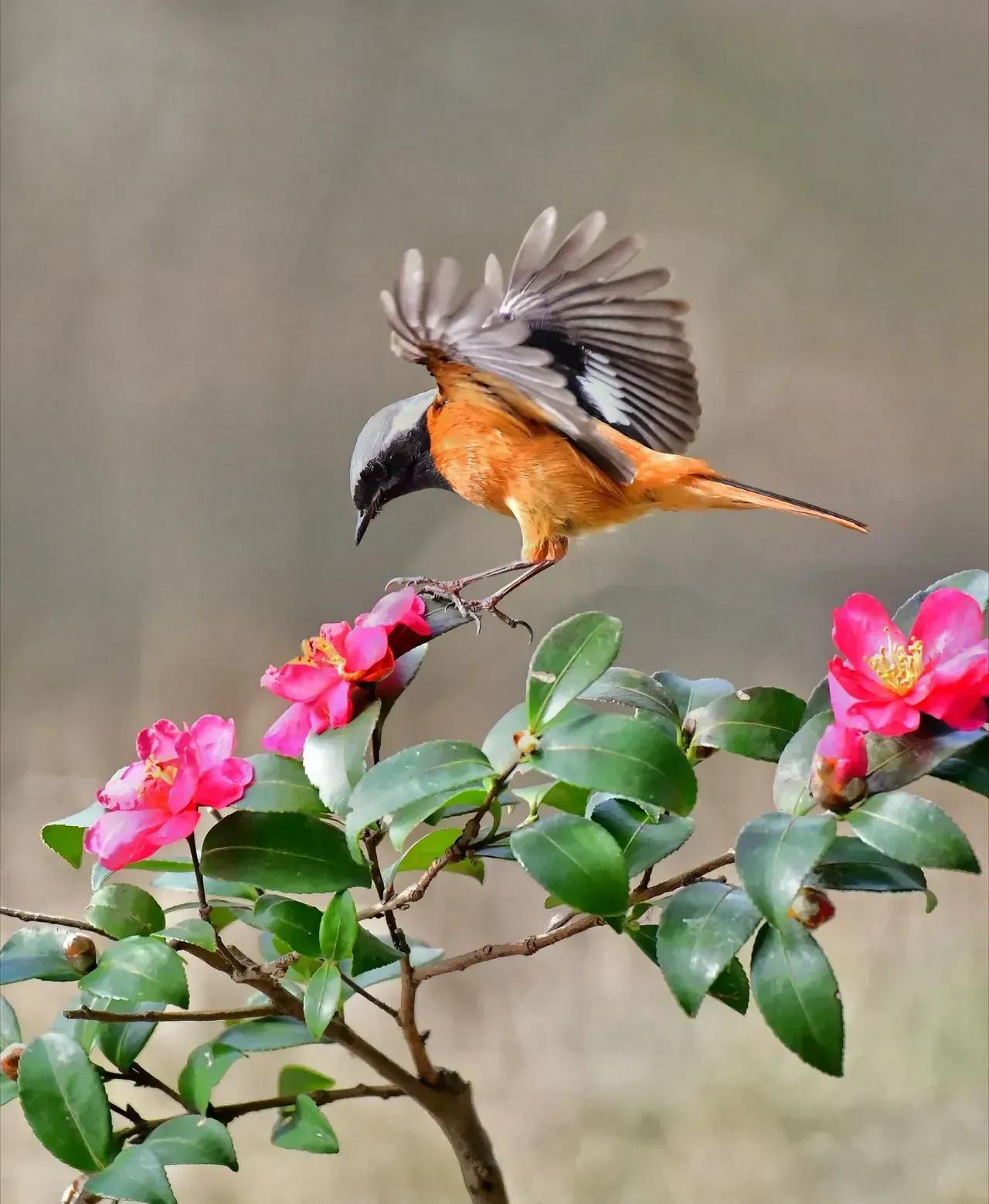 奇怪的小鸟视频,稀奇古怪的鸟