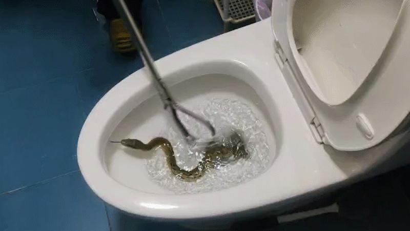 女子家里发现一条巨蛇怎么处理,马桶里进蛇吓坏居民