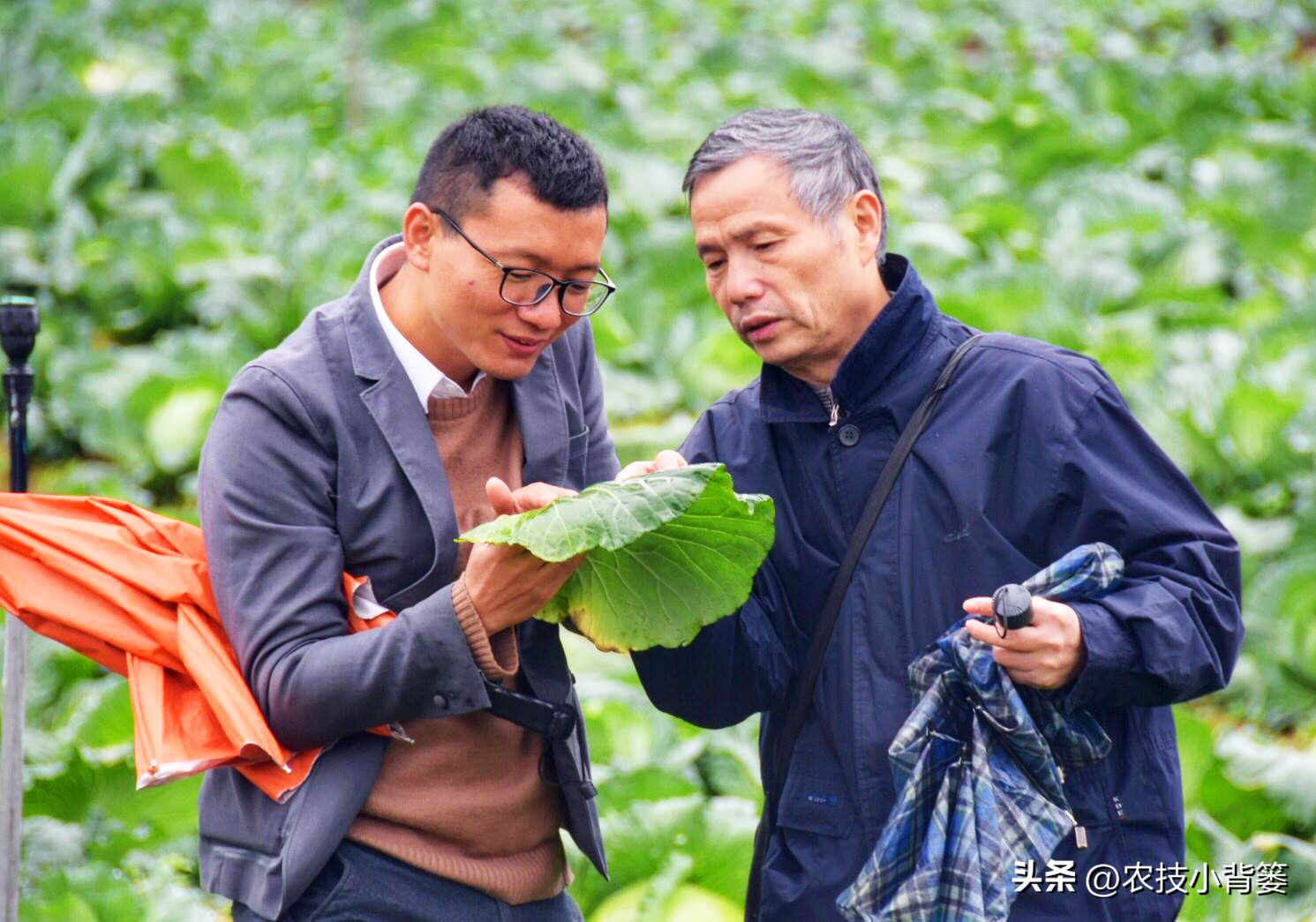 粉虱虫打什么农药,粉虱要用什么农药才能消灭