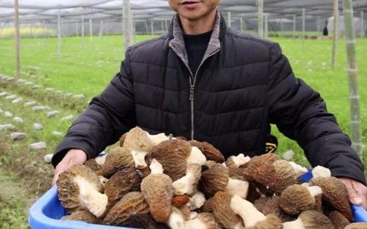 菌中贵族,投入一万赚了两万实际赚多少