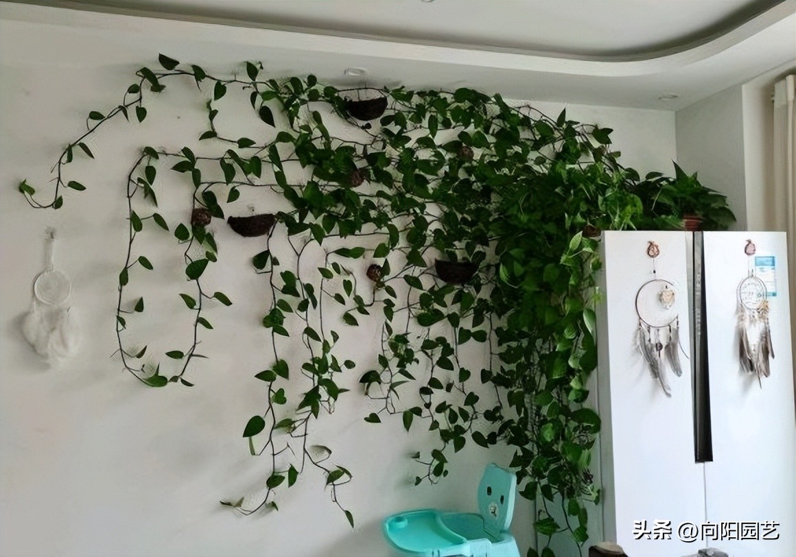 植物净化甲醛有用吗,植物吸甲醛是真的吗