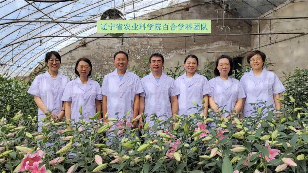 种的百合,种好百合最大的难题是什么