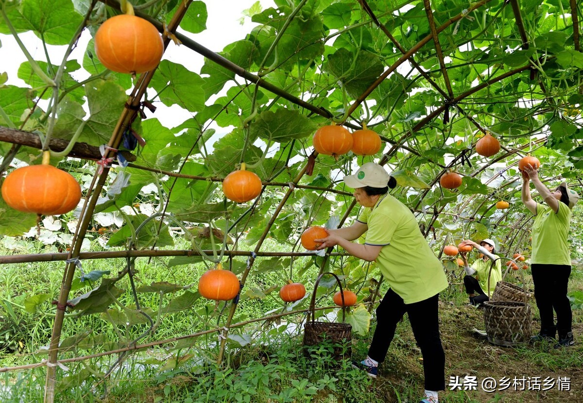 南瓜秧子长得旺但不结瓜怎么办,黄瓜重茬不结瓜如何解决