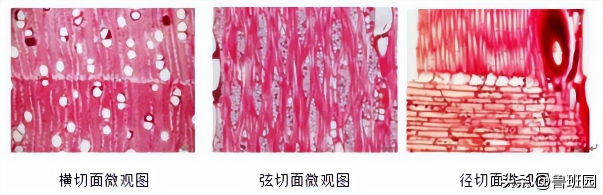 桃花心木的深度分析,桃花心木如何区别真的假的