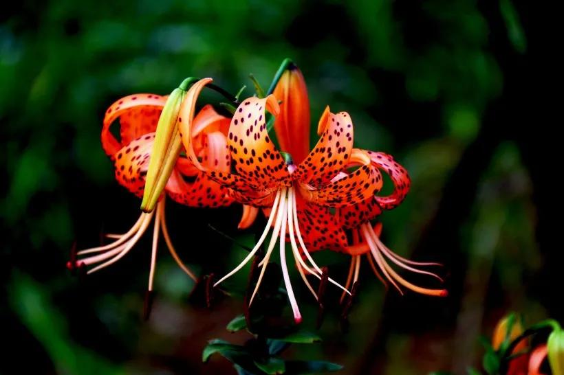 世界各国国花一览表,南美洲各国国花