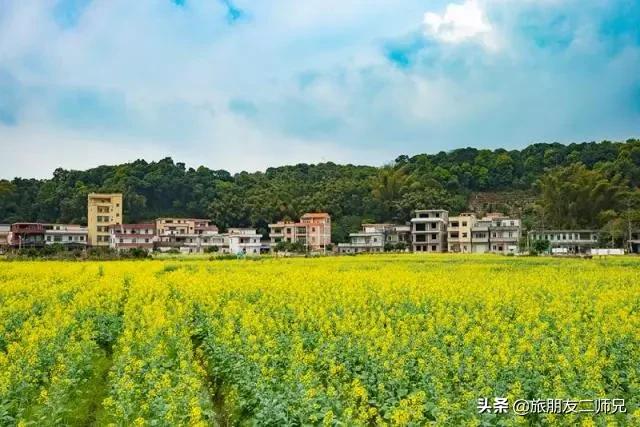 广州花都梯田油菜花,广州徒步赏油菜花路线