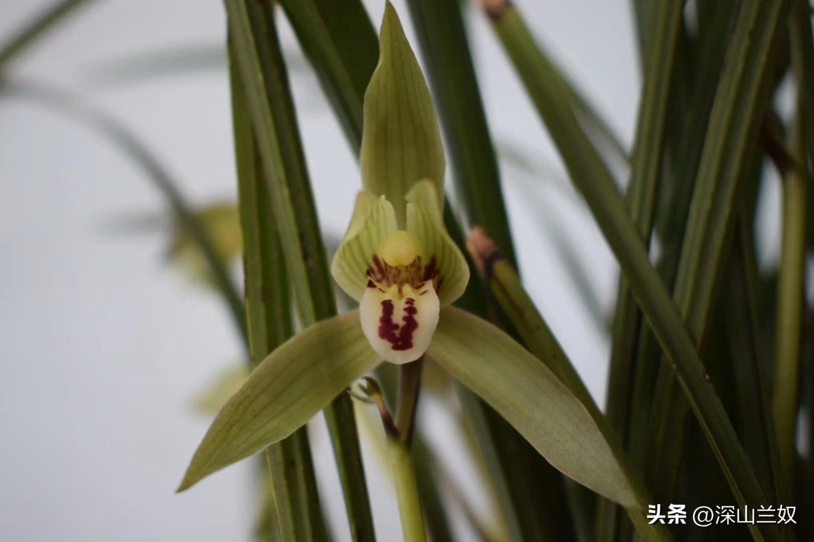 春剑兰怎么养护,春剑兰养殖技巧