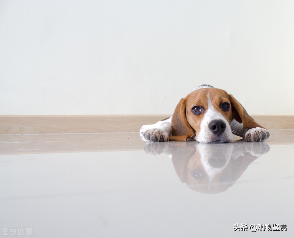 怎么训练狗狗不在屋里拉屎撒尿,小狗狗怎样训练上厕所