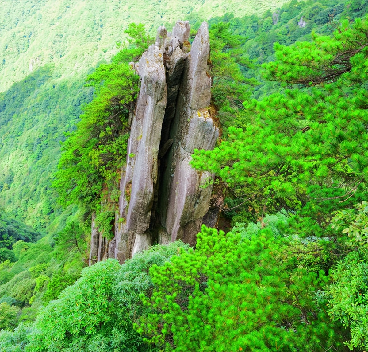 羊狮慕与张家界哪个好,江西明月山和羊狮慕哪个更值得去