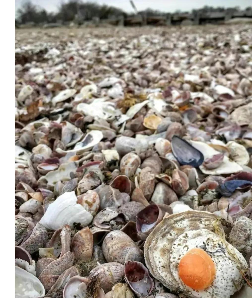 中国海产品核污染检测标准,太仓港进口日本海鲜核辐射超标吗