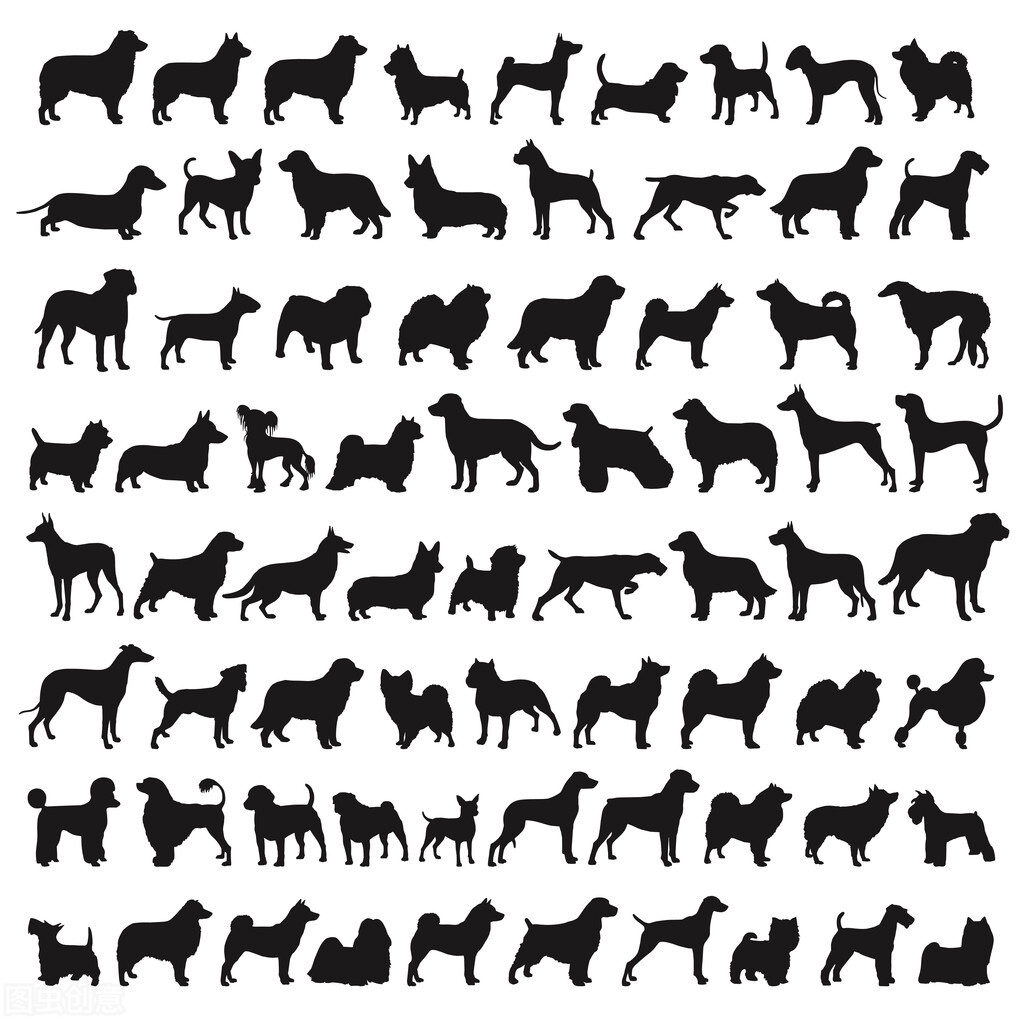 上班的人适合养什么宠物狗,上班适合养什么宠物