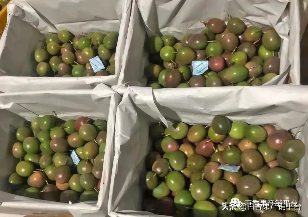 2022年百香果行情,百香果今年行情