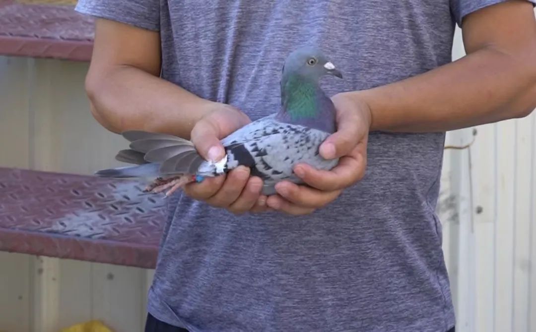 陋棚一样可以飞出“飞龙荣耀杯”13760羽总冠军，王志杭夺得亚军