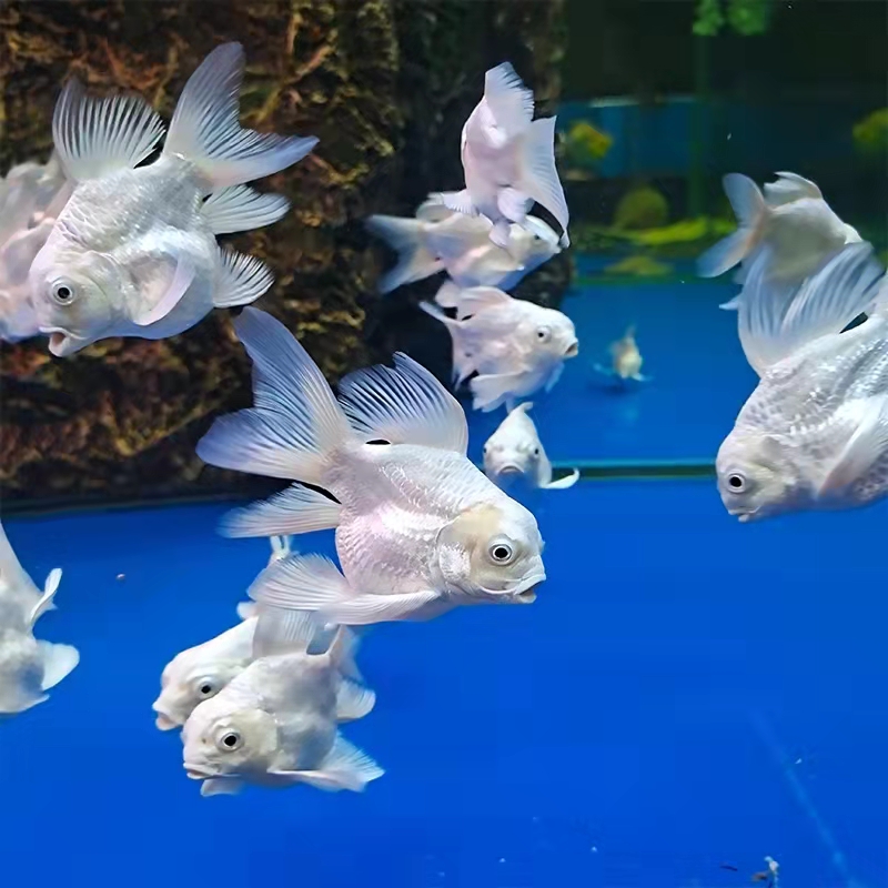 新手养观赏鱼全过程,新手养鱼入门基础教程小观赏鱼