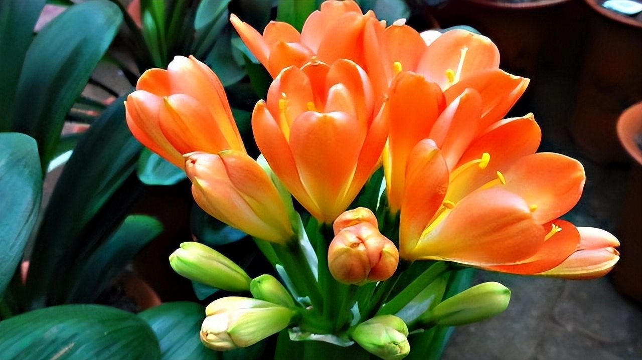 适合室内养的耐阴花和植物,就养这10种耐阴花比绿萝都好养