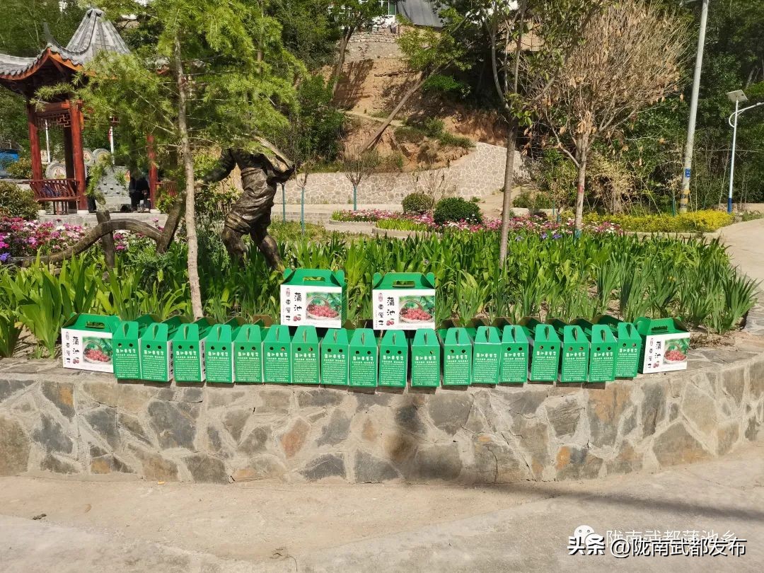 水磨镇车厘子采摘基地,朝阳镇采摘车厘子