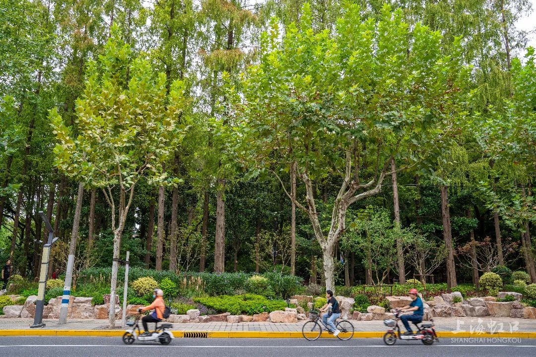 百年鲁迅公园图片大全,鲁迅公园的现状