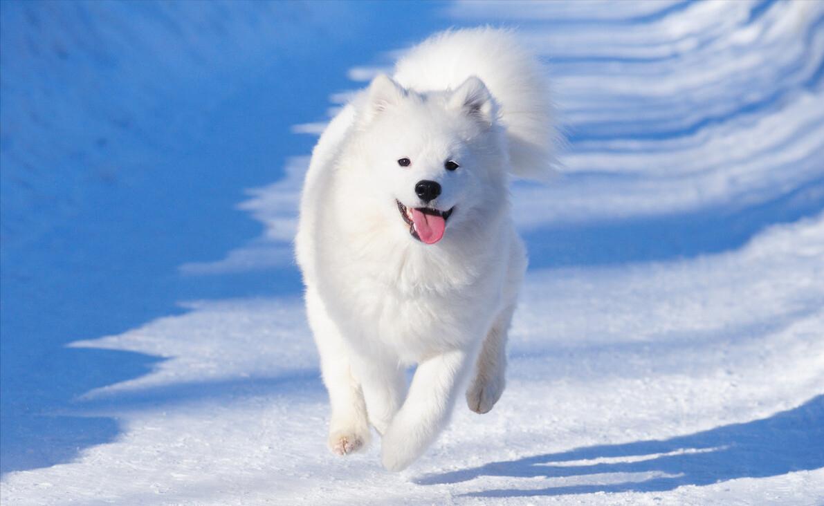 萨摩耶掉毛特别严重怎么回事,萨摩耶夏天掉毛快秃了